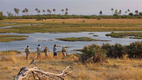 Choose Between A Safari In East Africa Vs Southern Africa