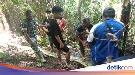 Bagaimana Piton Raksasa Menyerang Dan Telan Manusia Ini Kata Pakar