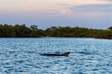 Canaveral National Seashore Guided Kayak Tours Bioluminescence