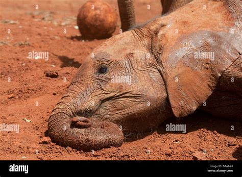 Orphaned Baby African Elephant With Head Resting On Ground David