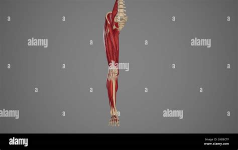 Anterior View Of Lower Limb Muscles Stock Photo Alamy