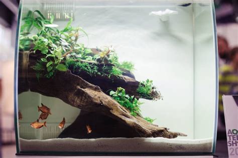 Aquarium Driftwood: Best and Safest Types for Your Tank (Setup Tips)