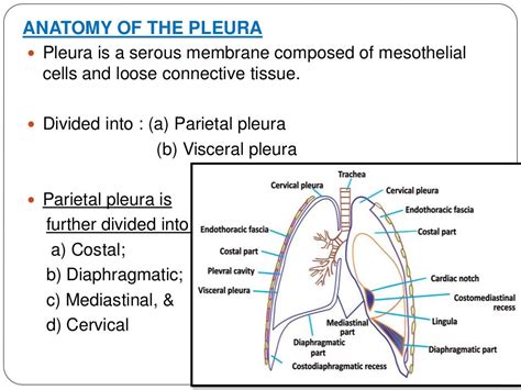 Pleural Disease