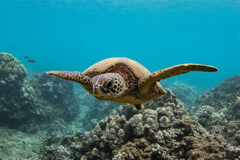 A Guide To Snorkeling With Sea Turtles In Maui — TRILOGY CAPTAIN'S LOG