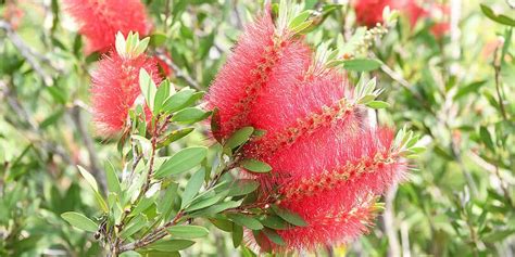 A Complete Guide To Australian Native Flowers | Lawn.com.au