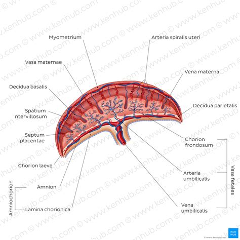 Arteria Umbilicalis Nabelarterie Anatomie Und Funktion Kenhub