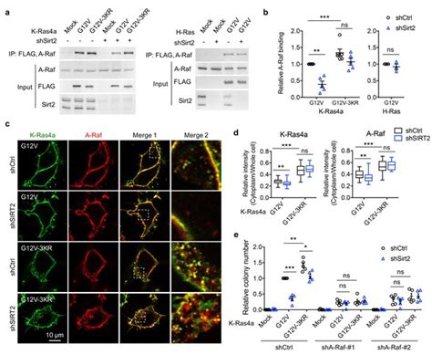 SIRT2 And Lysine Fatty Acylation Regulate The Transforming Activity Of