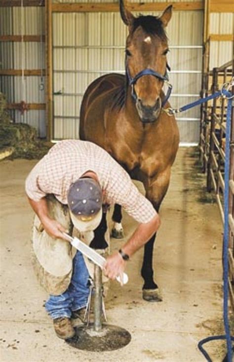 Horse farrier tips and tactics – Artofit