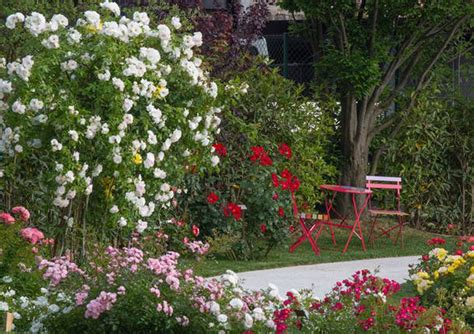 Tutto Pronto Per L Edizione Della Festa Delle Rose