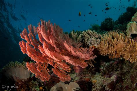 Underwater Gardening: Coral Reefs and Aquaculture - Science Connected ...