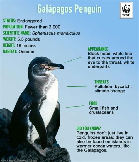 Learn About Galapagos Penguins Facts & Info with Quasar | Galapagos ...