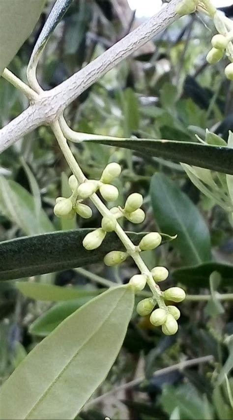 La Mignola Dellolivo Cittadino Agricoltura