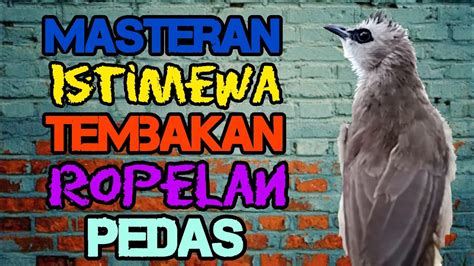 Suara Burung Trucuk Gacor Ropel Panjang Variasi Dan Ropelan Mewah Youtube