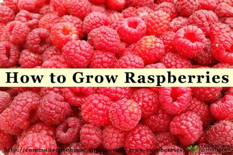 How to Grow the Best Raspberries You've Ever Tasted