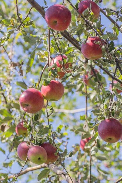 Manzanas Rojas En Rama De Manzano Foto Premium