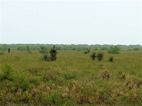 Laguna Atascosa National Wildlife Refuge In Texas United States