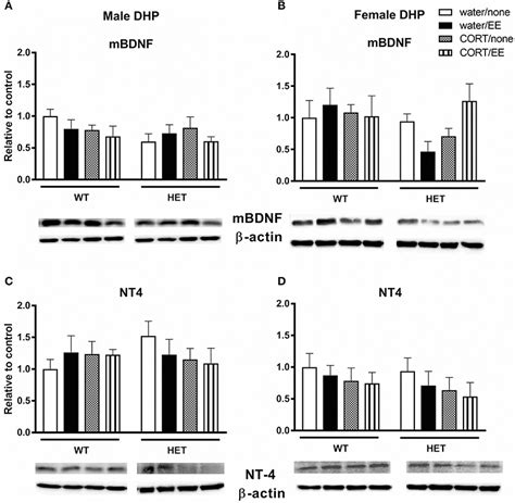 Frontiers Sex Dependent Effects Of Environmental Enrichment On