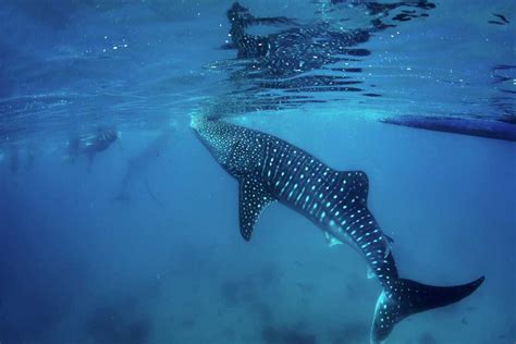 15 Things to KNOW Before Swimming with Whale Sharks in Isla Mujeres