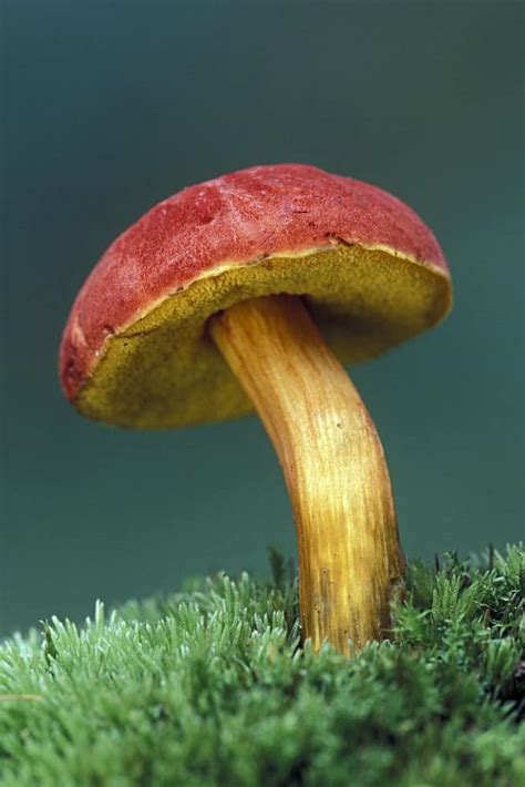 8 Common Mushrooms In Florida – Star Mushroom Farms