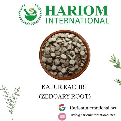 Kapur Kachri Zedoary Roots At Rs 140 Kg Zedoary Root In Jodhpur ID