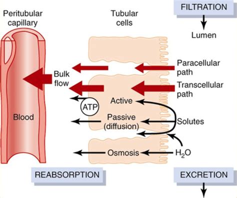 Part 2 Urine Concentration And Dilution Regulation Of Ecf Osmolarity