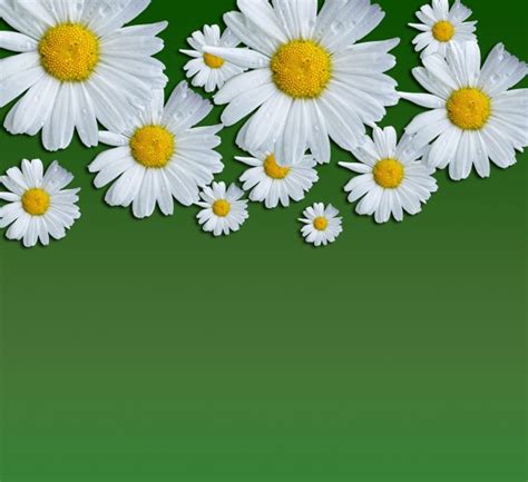 Daisy Flowers Background Free Stock Photo - Public Domain Pictures