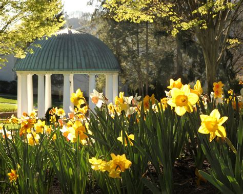 The Greenbrier Springhouse Daffodils Wv Living Magazine