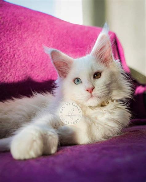 17 Unique Maine Coons With Blue Eyes