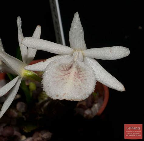 Дендробиум многоцветковый (Dendrobium polyanthum) — описание ...
