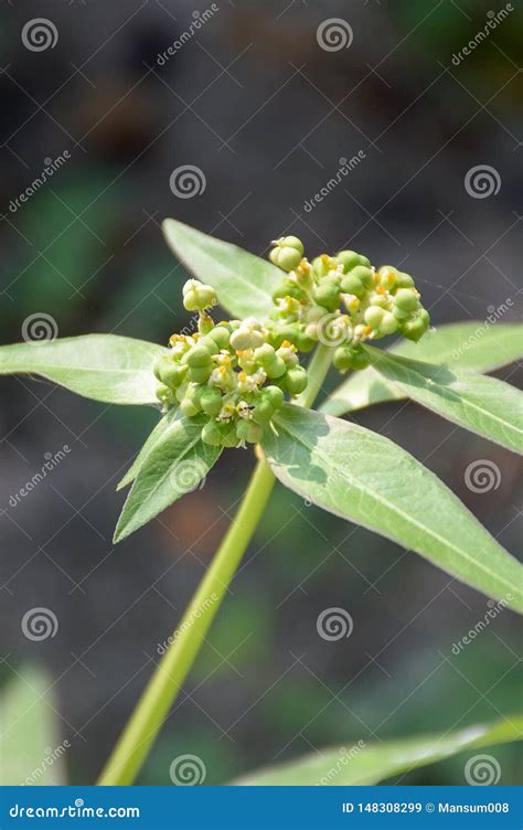 Planta Verde Fresca Del Heterophylla Del Euforbio En Jard N De La