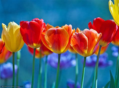 Scaricare Gli Sfondi Fiori Tulipani Flora Sfondi Gratis Per La