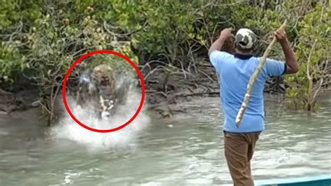 6 Tiger Encounters That Will Make You Panic Youtube