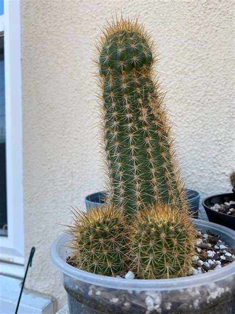 Top Care Tips For Penis Cactus In 2024