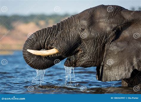 Elephant Drinking Water