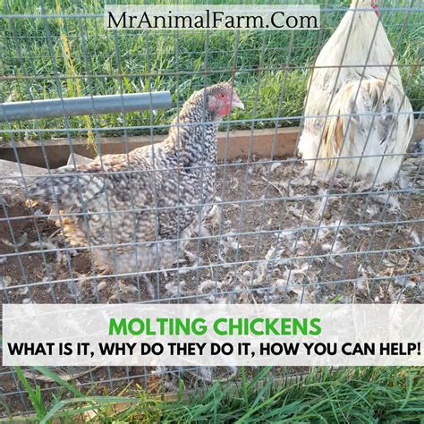 Molting Chickens What Why And How To Help Mranimal Farm