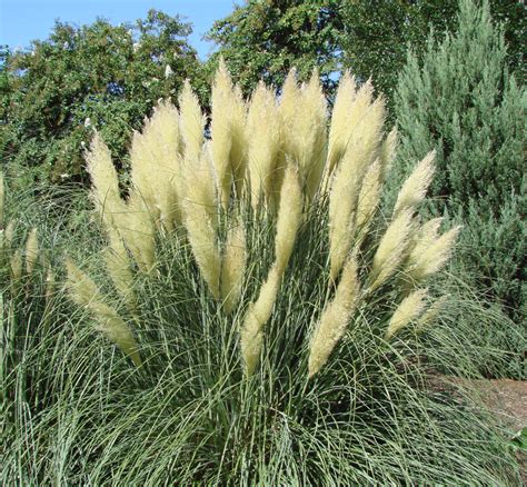 Plumes The Flowers Of Grasses Omaha Landscaping Greenlife Gardens