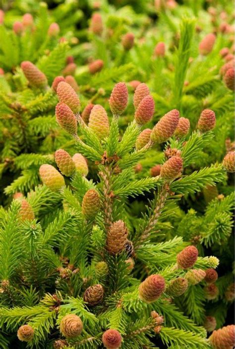 Picea Abies Pusch Pusch Norway Spruce Eberts Greenhouse