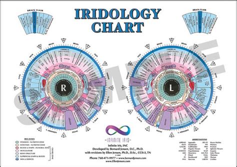 Infinite Iris Iridology Chart (A4) | Lis Conlon Herbalist