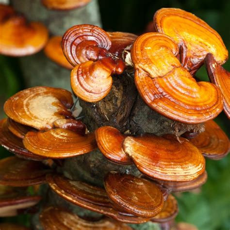 Reishi Ling Zhi Mushroom Extract Organic Ganoderma Lucidum Orcanic