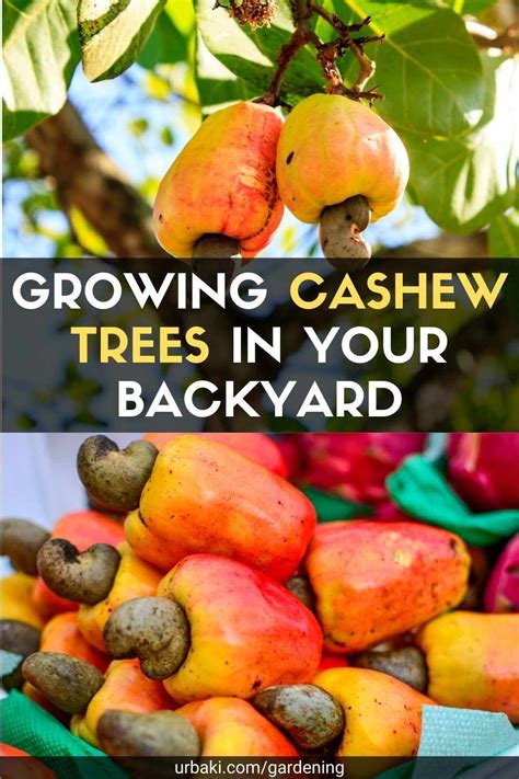 Growing Cashew Trees In Your Backyard Artofit