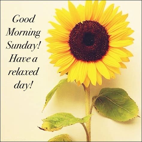 Pin By Kelly Nichols On Golden Greetings Sunflower Quotes Sunflower