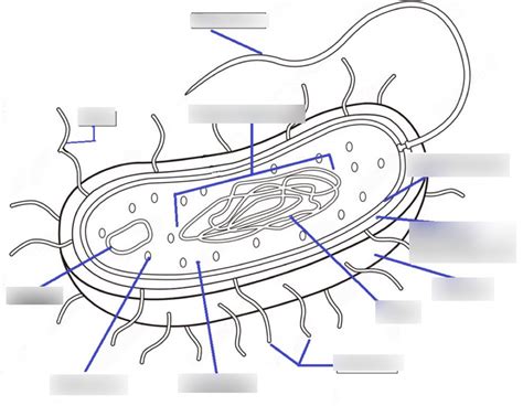 Prokaryotic Bacteria Cell Diagram Quizlet