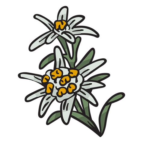 Edelweiss National Flower Switzerland Illustration Png And Svg Design For