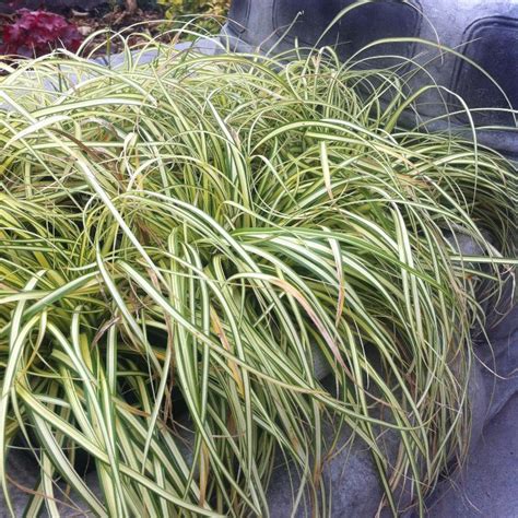 Carex Oshimensis Evergold From Nvk Nurseries