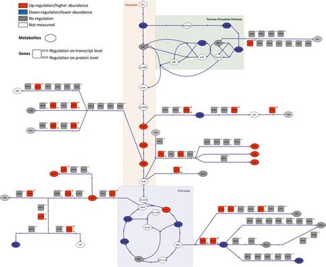 Differential regulation of amino acid synthesis pathways comparing ...