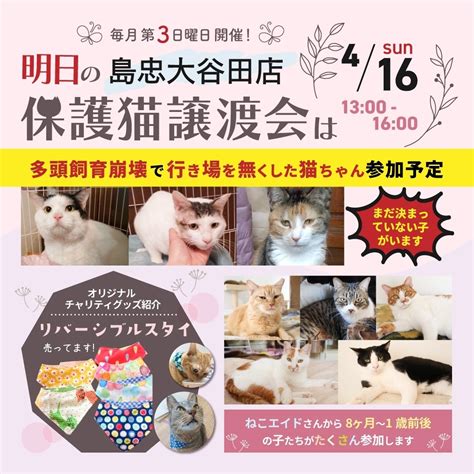 明日16日（日）は保護猫譲渡会 ねこひげハウスのブログ