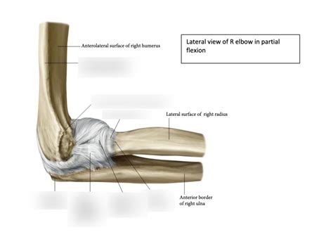 diagram  elbow lateral view quizlet