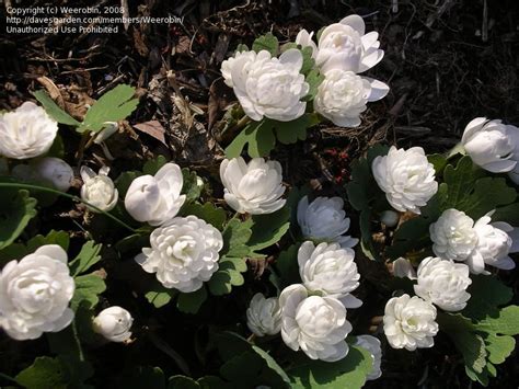 Plantfiles Pictures Sanguinaria Species Bloodroot Red Puccoon