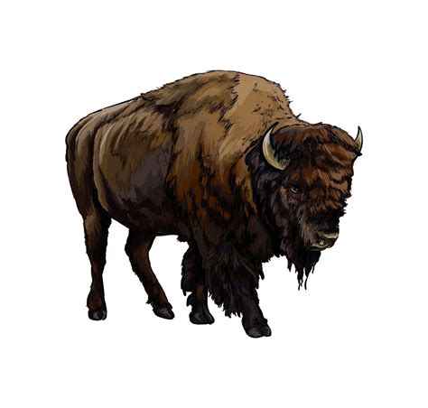 Bison Buffalo From A Splash Of Watercolor Colored Drawing Realistic