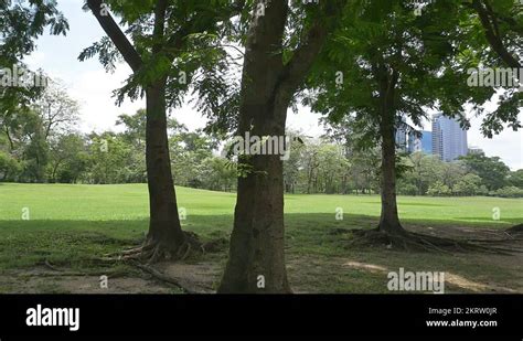 Urban Park Trees Stock Videos And Footage Hd And 4k Video Clips Alamy